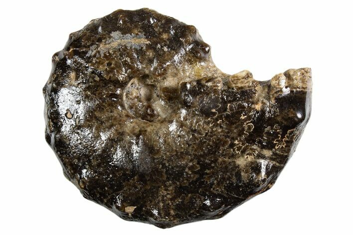 Ammonite (Mammites) Fossil - Goulmima, Morocco #339357